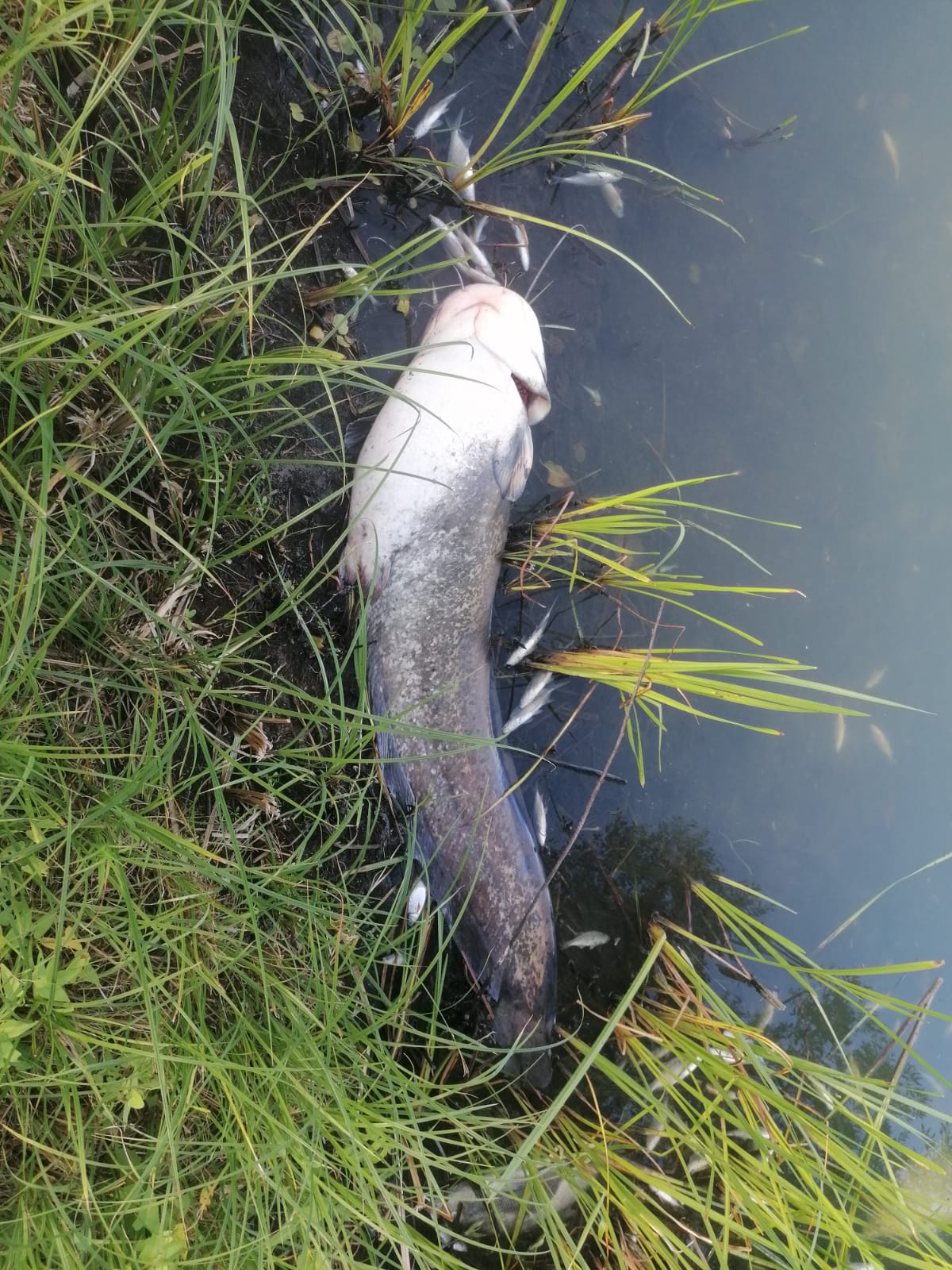 Sauerstoffmangel 2023